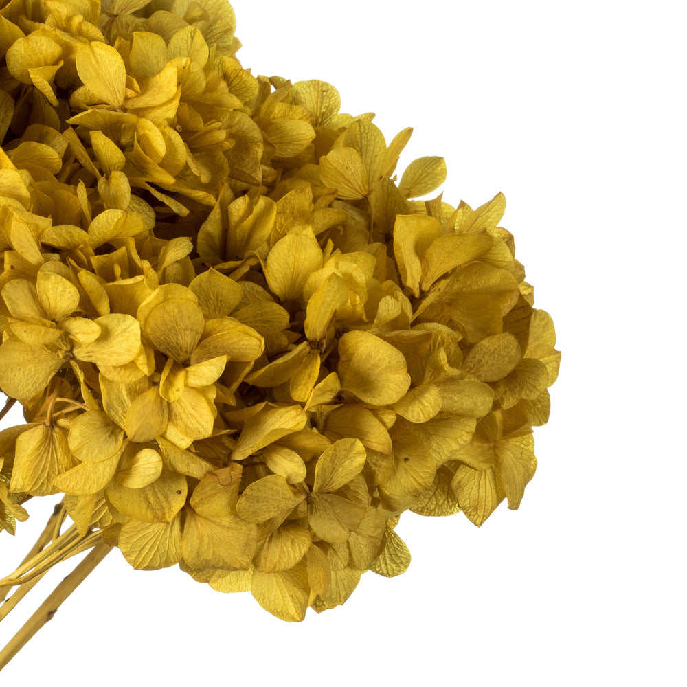 Vickerman 15" Yellow Hydrangea with Multiple Branch Segments. Preserved
