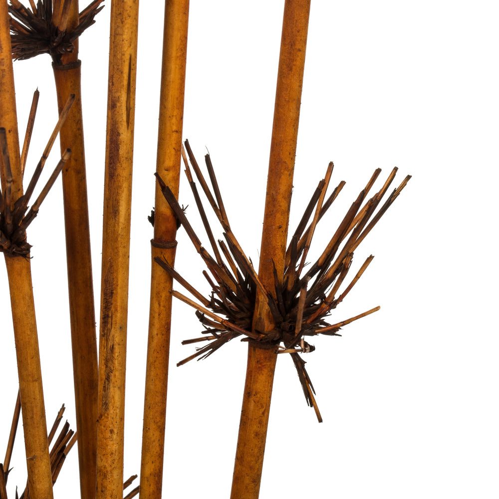 Vickerman 36-40" Brown Star Bamboo Reed 7 stems Dried