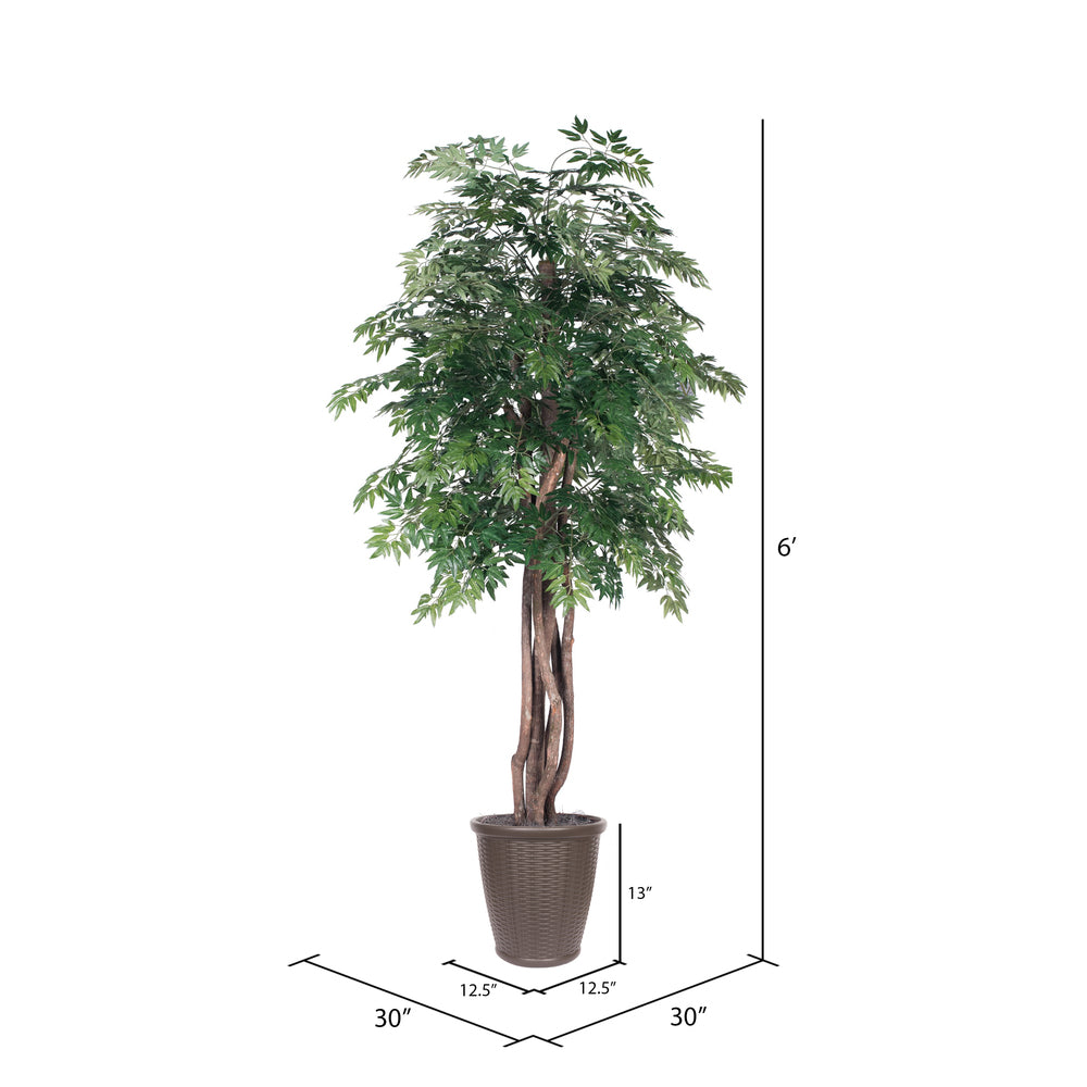 Vickerman 6' Artificial Ming Aralia Executive Tree Brown Round Plastic Container.