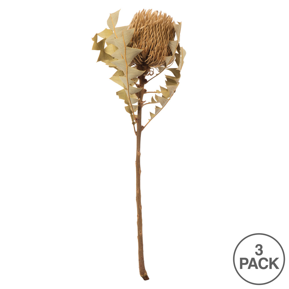 Vickerman 12" Natural Baxteri (Banksia) Flower with Stem. Includes 3 Stems per Pack Dried