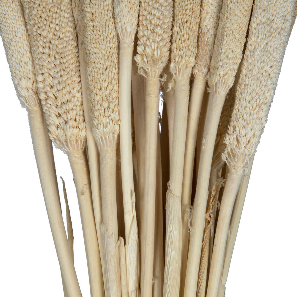 Vickerman Natural Botanicals 24" Babala Bleached. Includes 50 pieces per unit.