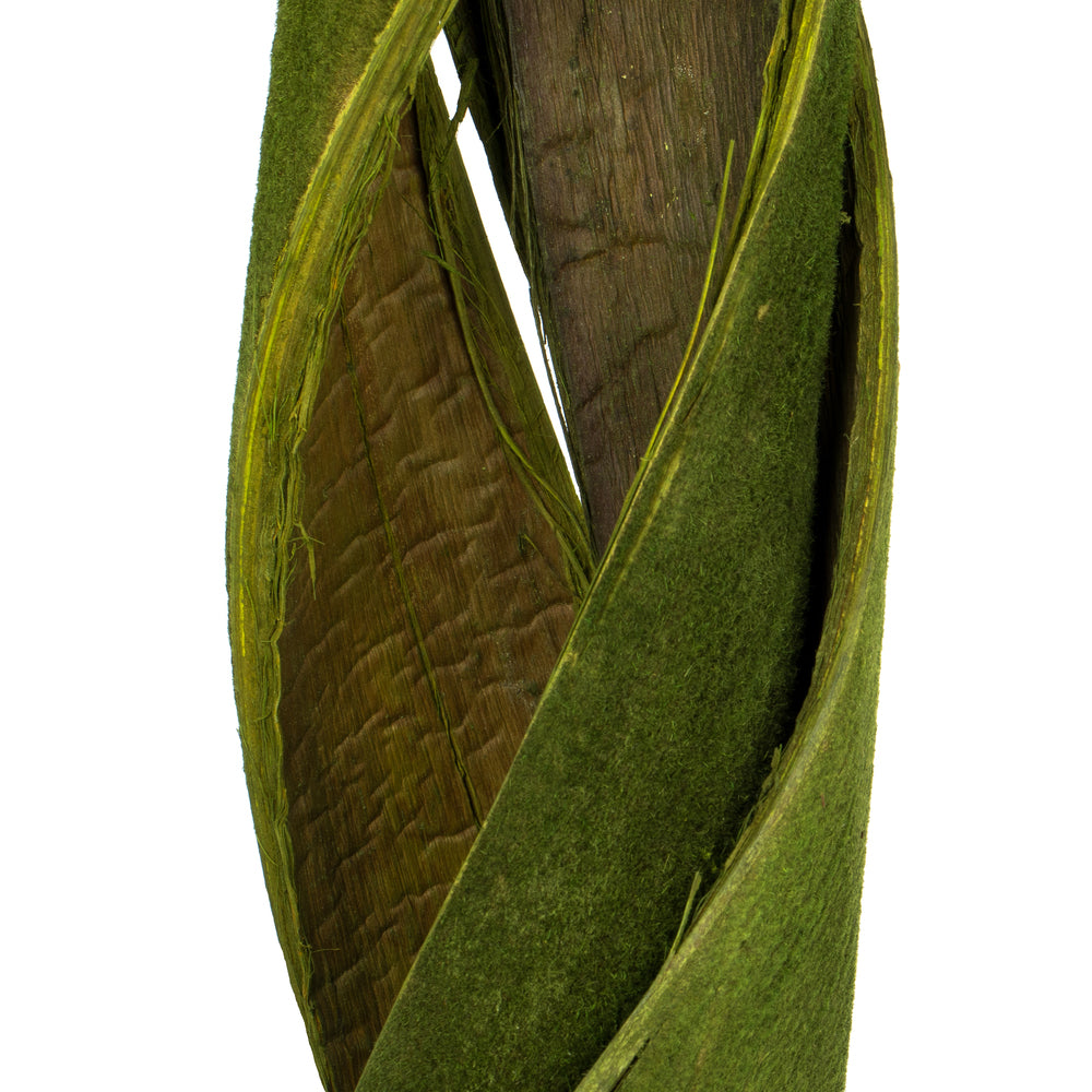 Vickerman 45 - 48" Basil Coco Velvet - Curled 3 stems Dried