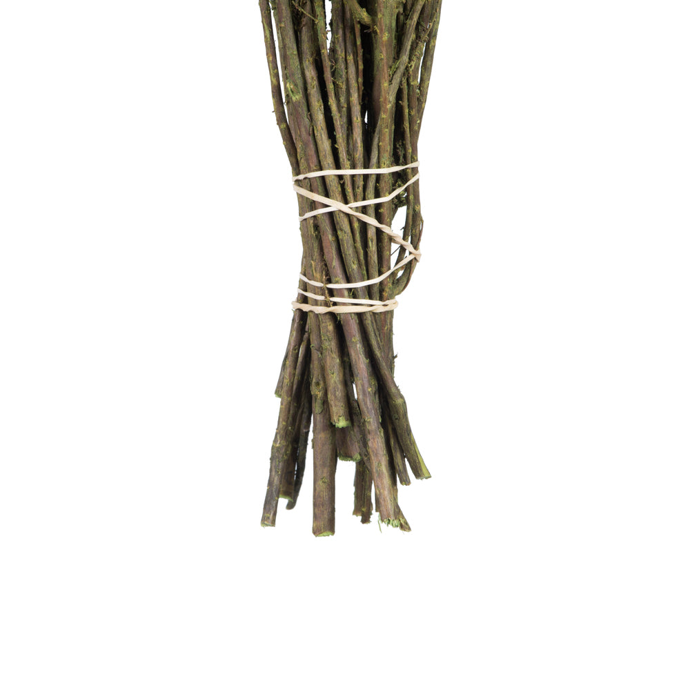 Vickerman 14-18" Spring Green Stoebe Bundle Preserved