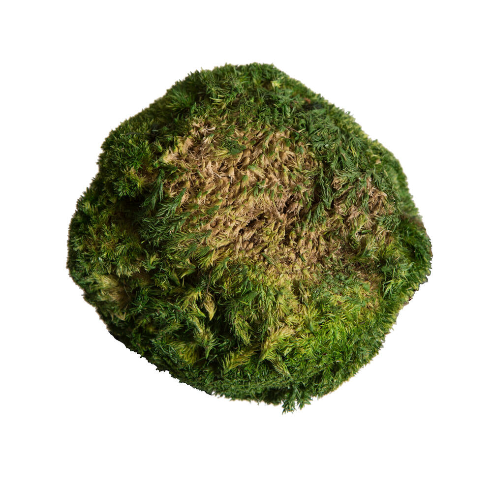 Vickerman Natural Botanicals 1 lb. Apple Green Pole Moss.
