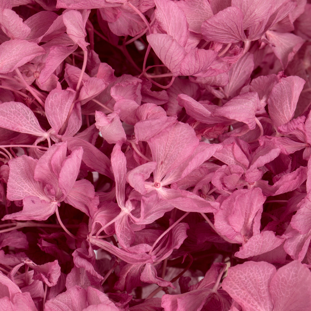 Vickerman 15" Brombeer Hydrangea with Multiple Branch Segments Preserved