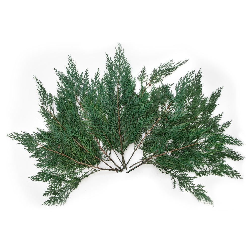 Vickerman 18-24" Port Orford Green Cedar Branches 15Lb Box Preserved