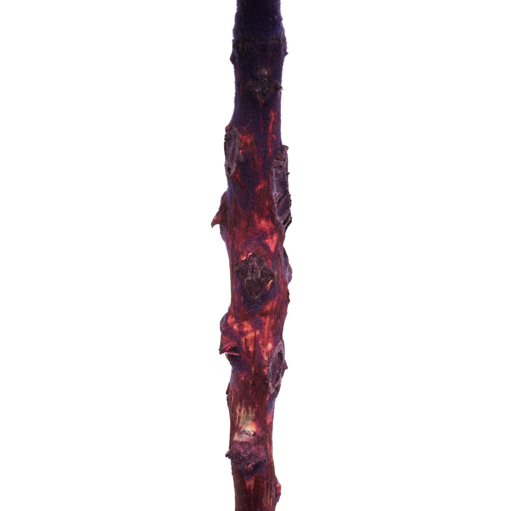 Vickerman 8" flower Violet Queen Flower 1 stem Dried