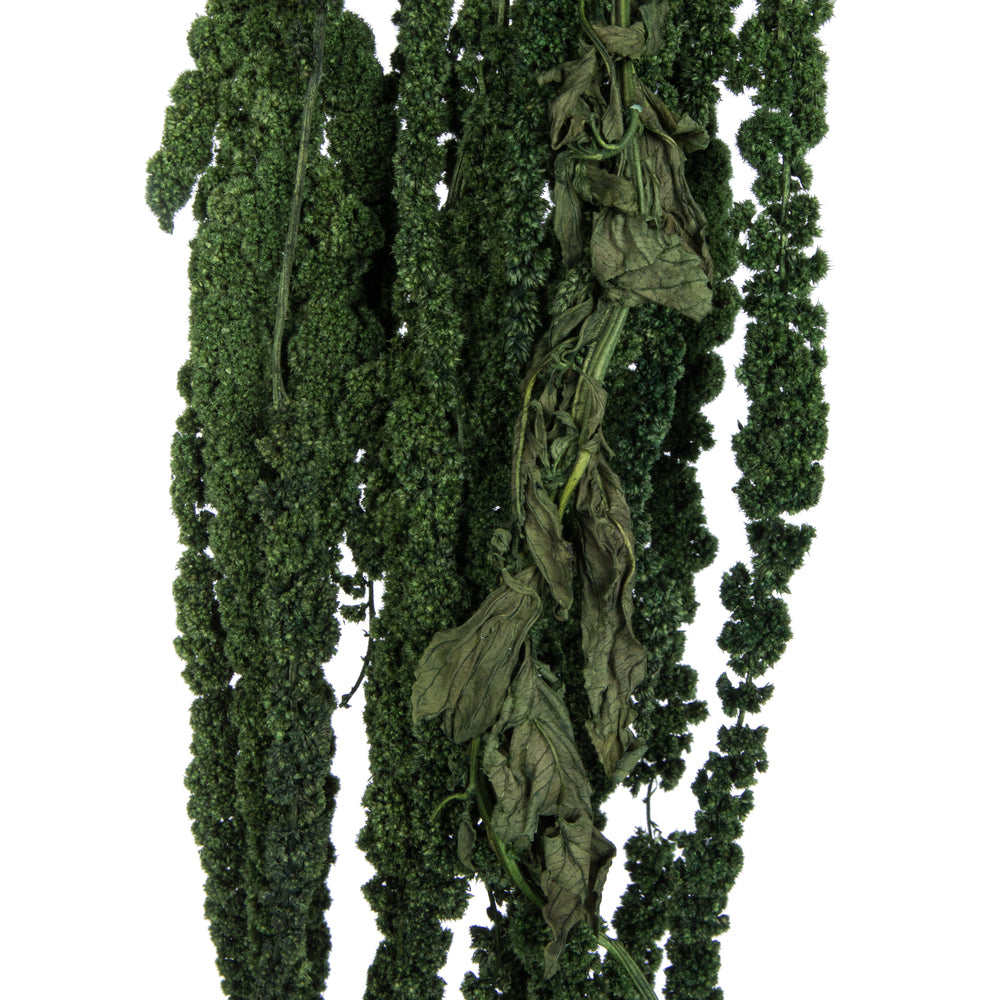 Vickerman 30" Green Amaranthus Bundle Preserved