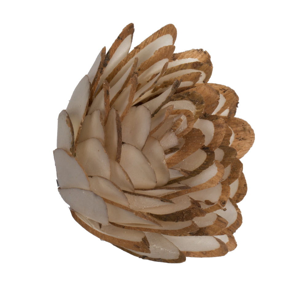 Vickerman Natural Botanicals 1.6"/2.4"/3.2" Assorted Natural Dried Sola Flower Head. 24/bag.