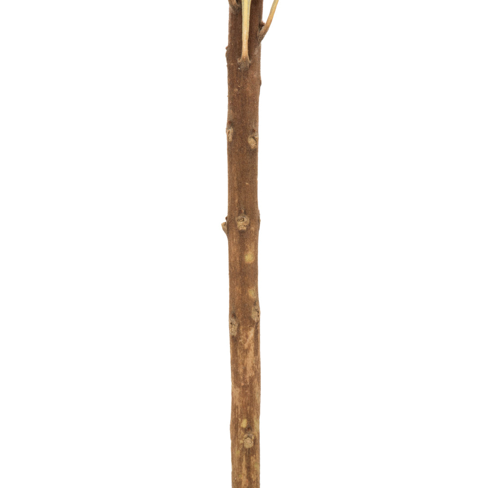Vickerman 12" Violet Banksia Flower Stem. Includes 25 Stems per Pack. Dried