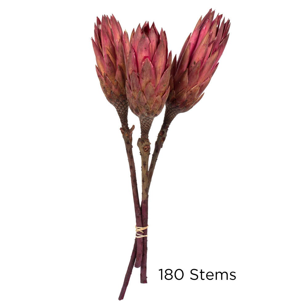 Vickerman 8-12" Erica Pink Repens - Natural Stem - Bulk case 180 pieces Dried
