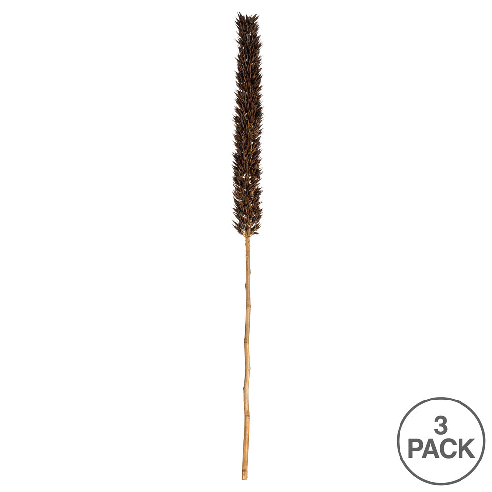 Vickerman 42-46" Natural Brown Cierus Stem. Includes 3 Stems Dried