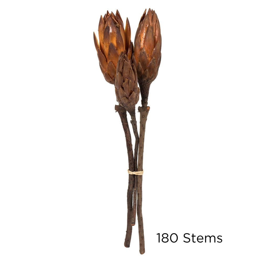 Vickerman 8-12" Mocha Latte Repens - Natural Stem -Bulk case 180 pieces Dried