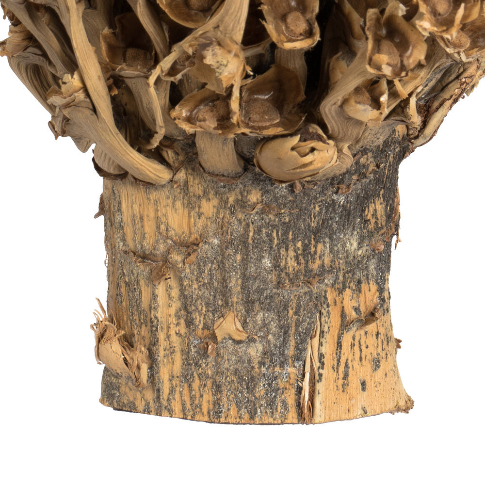 Vickerman 22 x 7" avg Natural Olympia Seed Pod 1 piece Dried