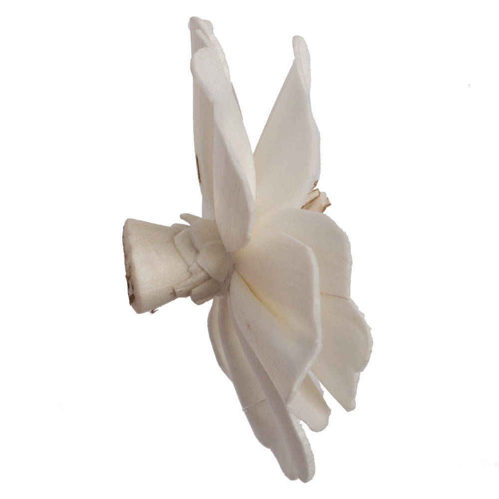 Vickerman Natural Botanicals 1.6"/2.4"/3.2" Assorted Natural Dried Anemone Sola Flower Head 24/bag.