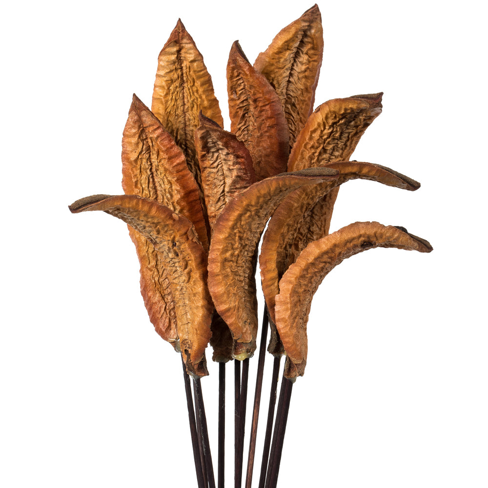 Vickerman 18-22" Natural Estrella 10 stems Dried