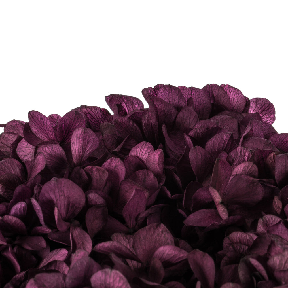Vickerman 15" True Violet Hydrangea with Multiple Branch Segments. Preserved