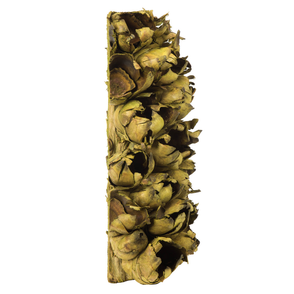 Vickerman 10-12" Basil Giant Seed Pod Segment - small 1 peice Dried