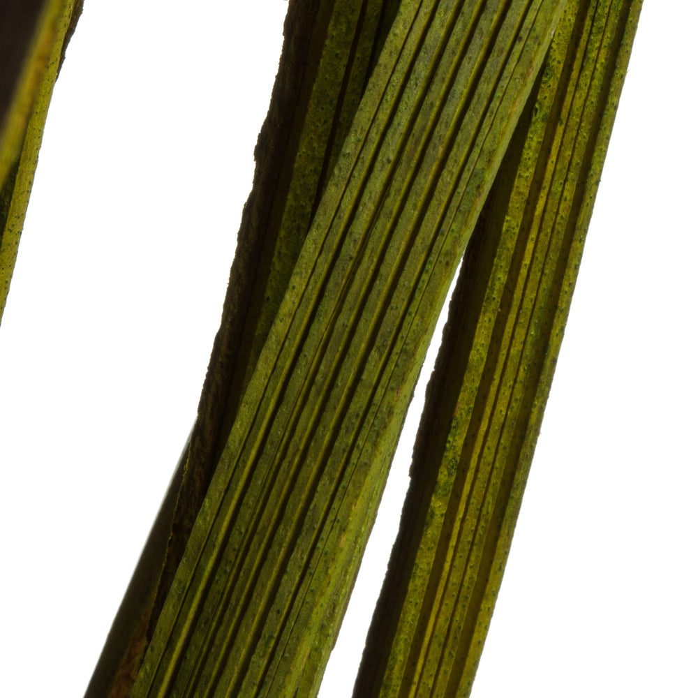 Vickerman 28" Basil Splinter Grass 11 oz Bundle Dried