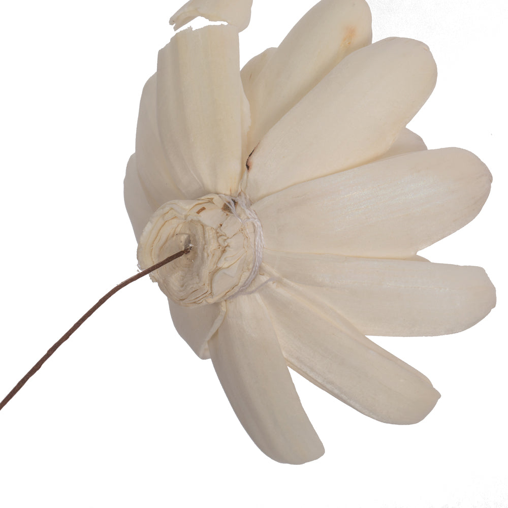 Vickerman Natural Botanicals 4" Natural Dried Crocus Sola Flower on 12" wire stem- 12 stem/polybag.