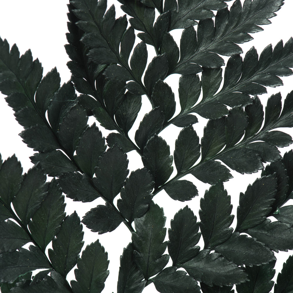Vickerman 12-15" Fern Green Fern-Leatherleaf 6 stems Preserved