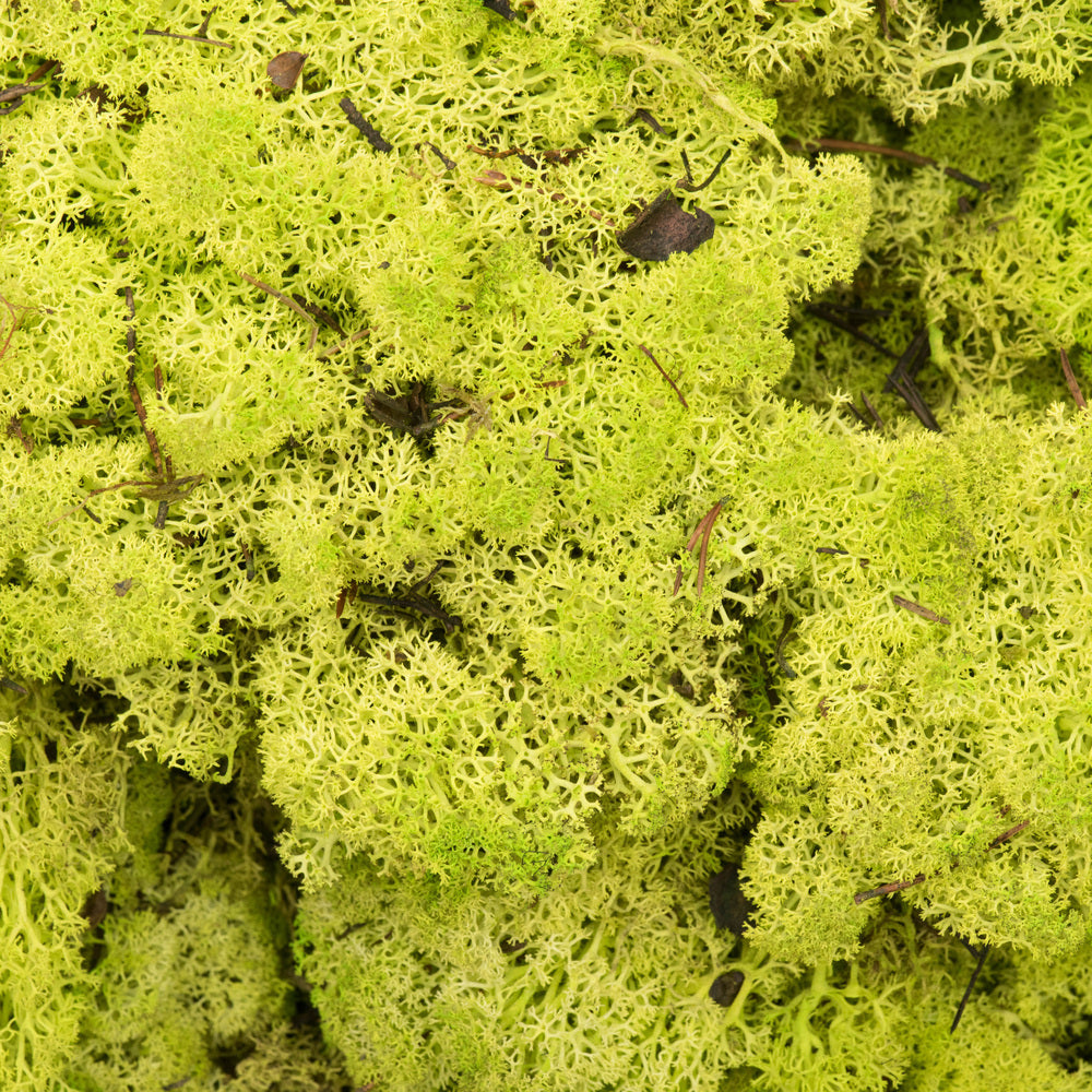 Vickerman Box Lime Green Moss Reindeer- 9 lb bulk Preserved