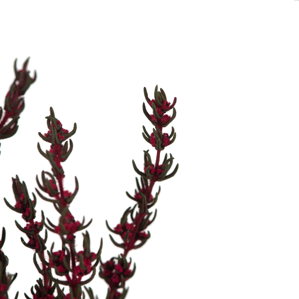 Vickerman 22-26" Merlot Grabia 5-6 oz Bundle Preserved