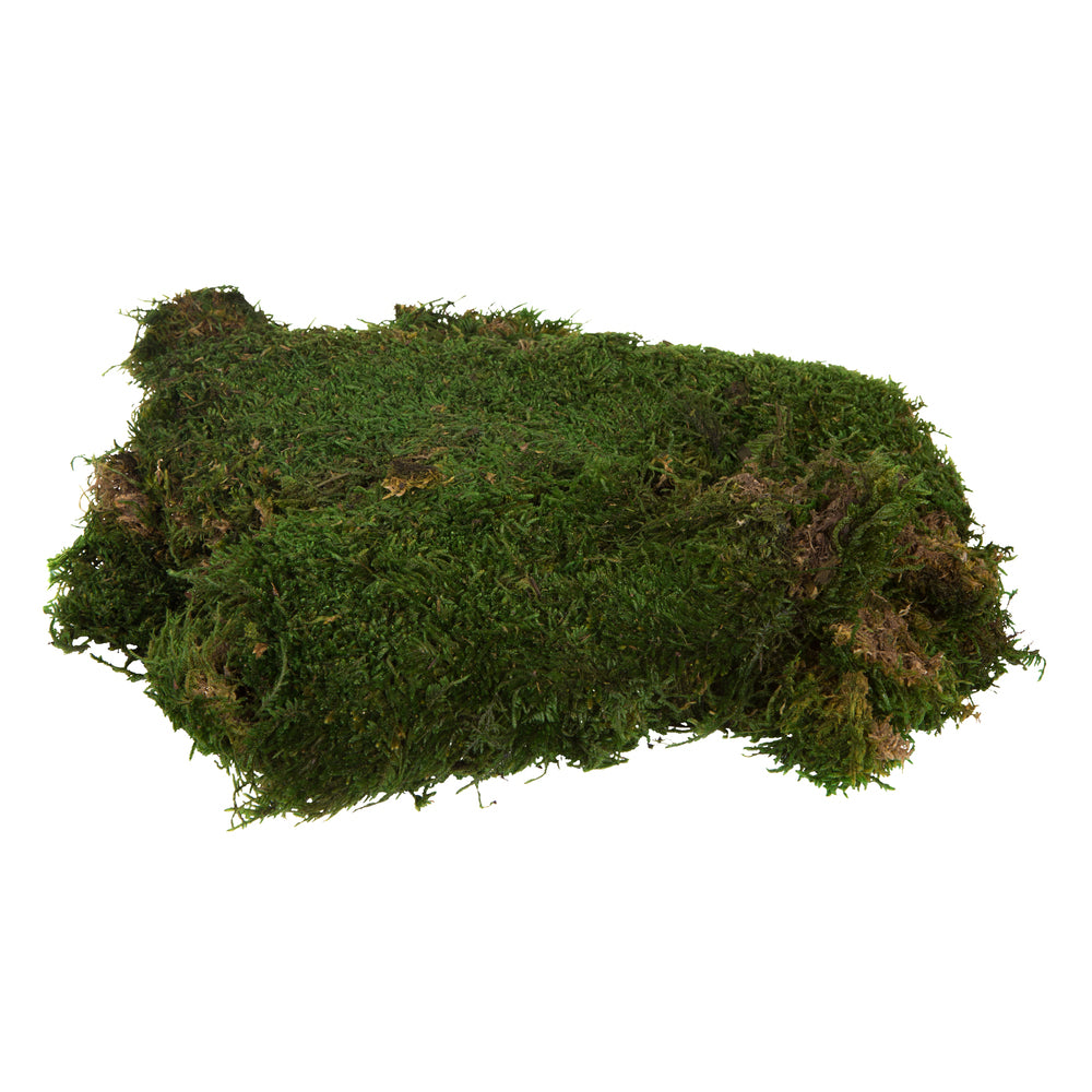 Vickerman Tray of Green Sheet Moss Preserved