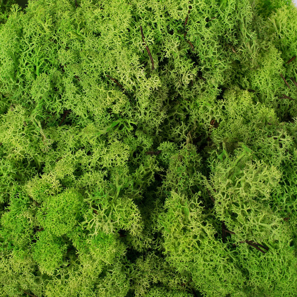 Vickerman Natural Botanicals 2 lb. Apple Green Reindeer Moss. This is a natural and preserved product.