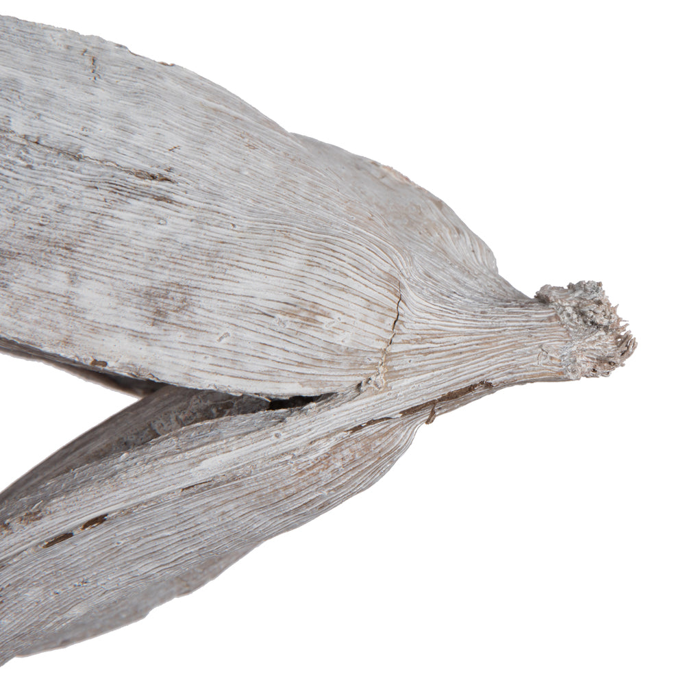 Vickerman 3-4" White Wash Sora Pods Bulk Case 25 per Case Dried