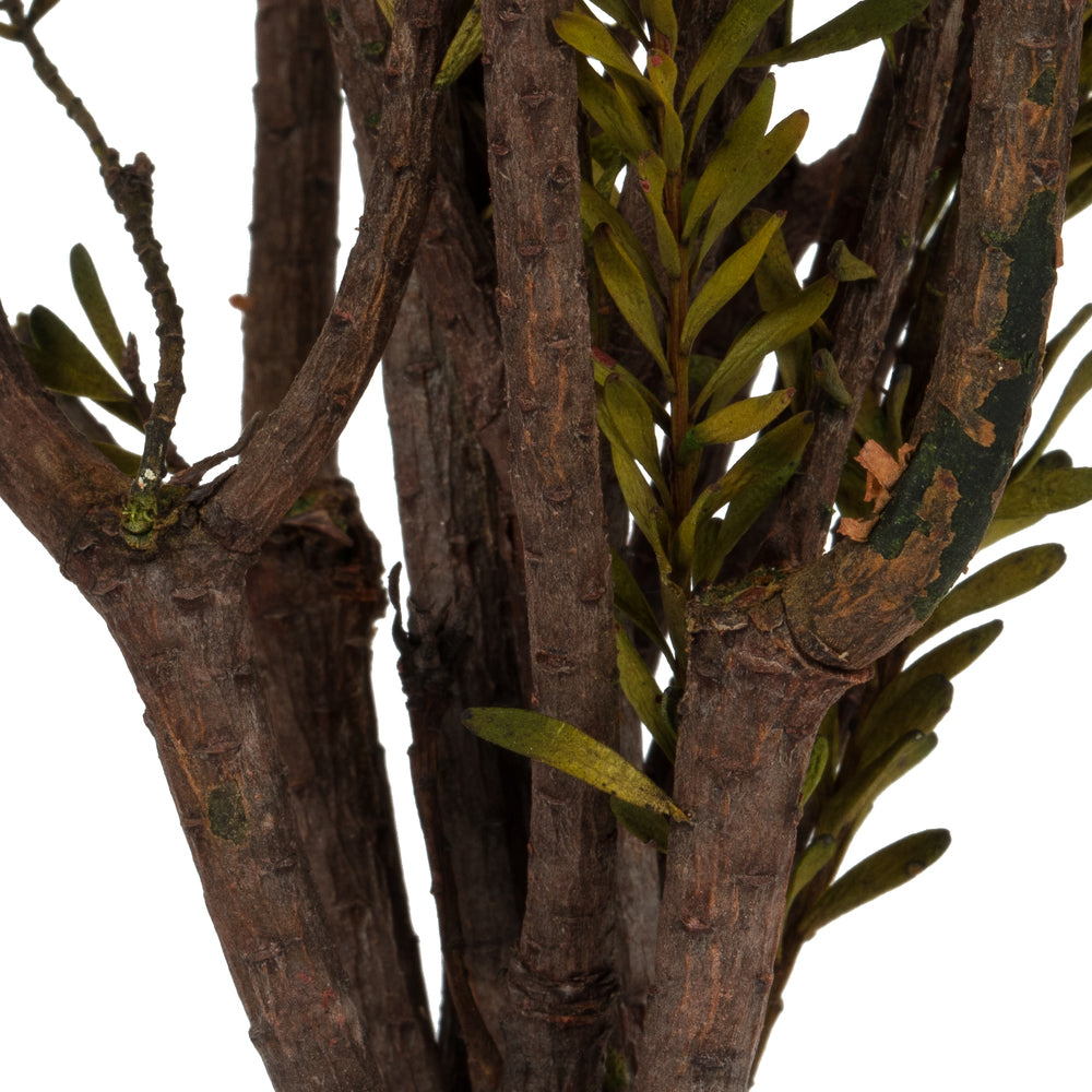 Vickerman 12" Red Tortum Bundle Female Preserved