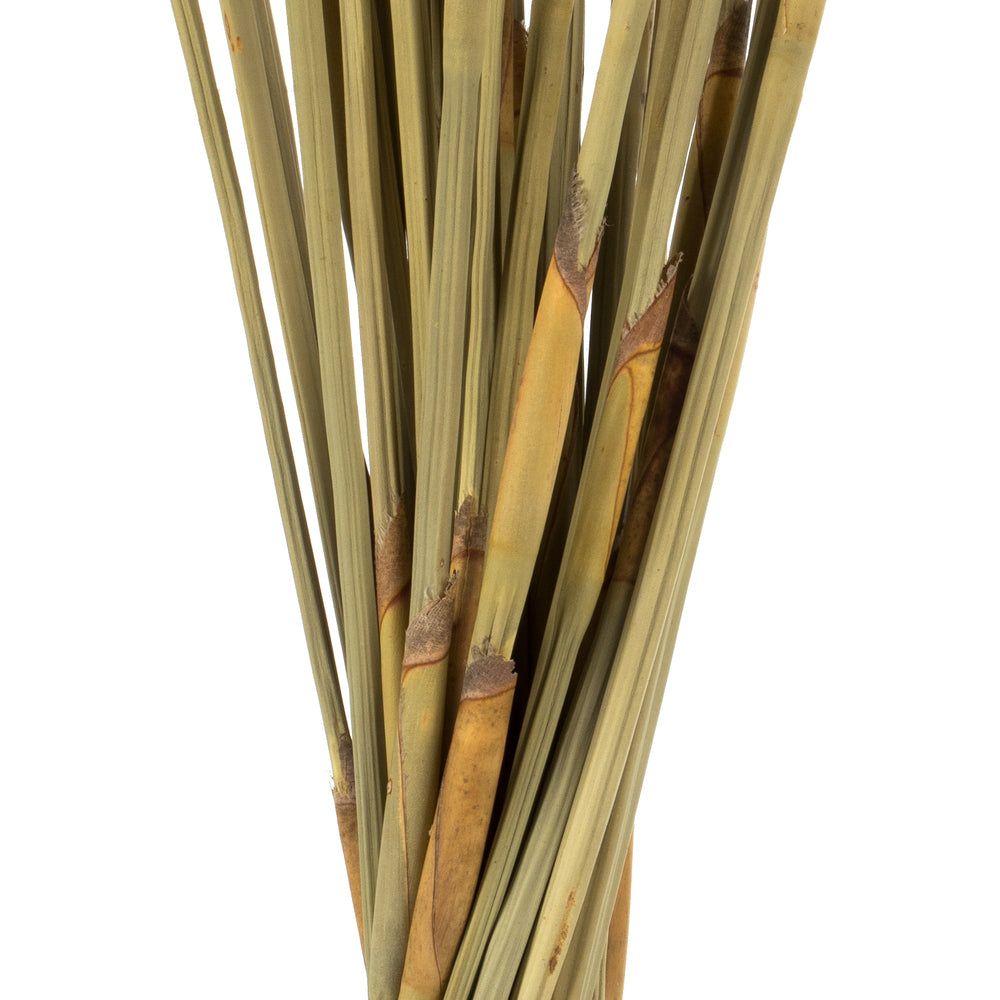 Vickerman 40" Natural Elephant Reed 10 oz Bundle Dried