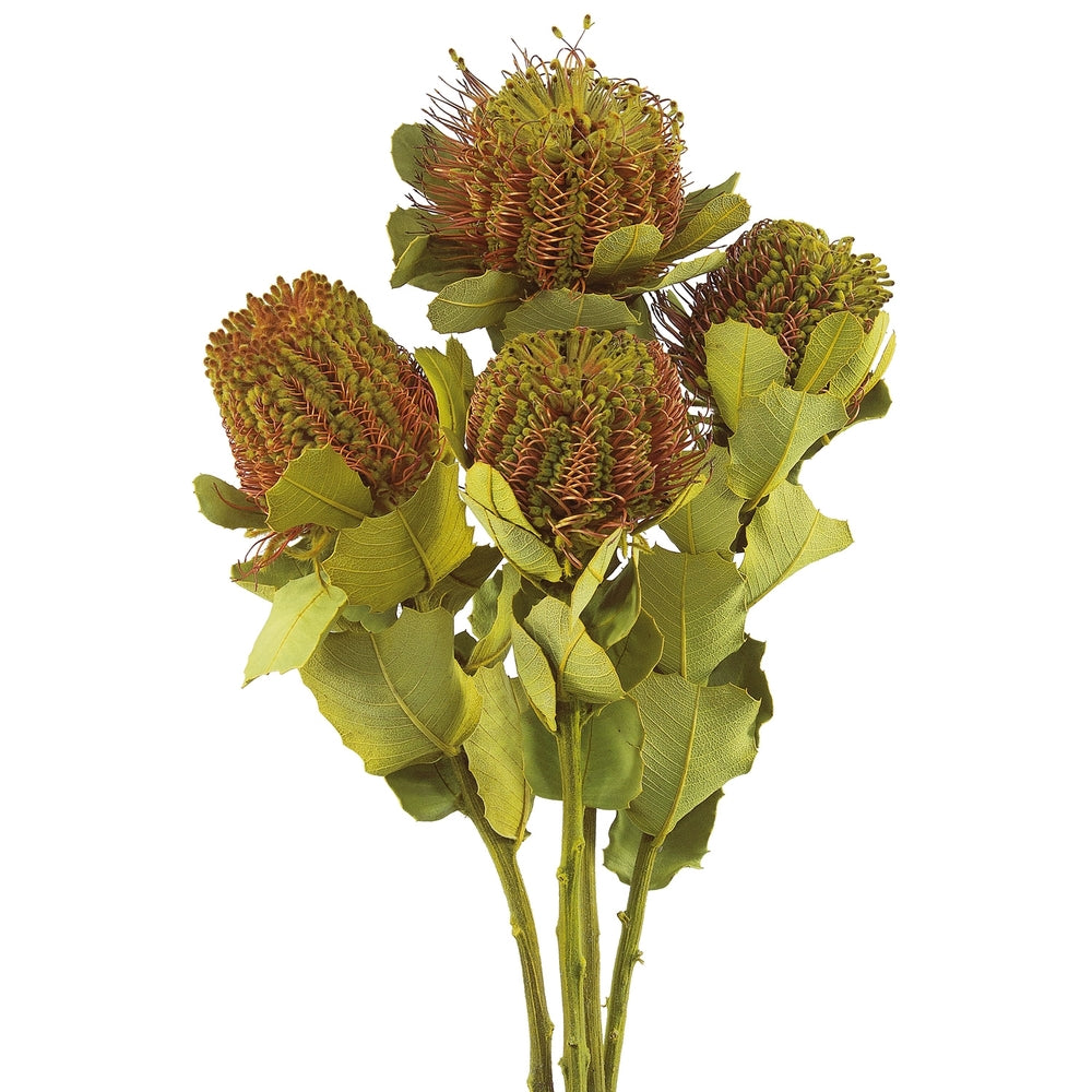 Vickerman 14-16" Banksia Coccinea Basil 4 Stem Bunch Preserved
