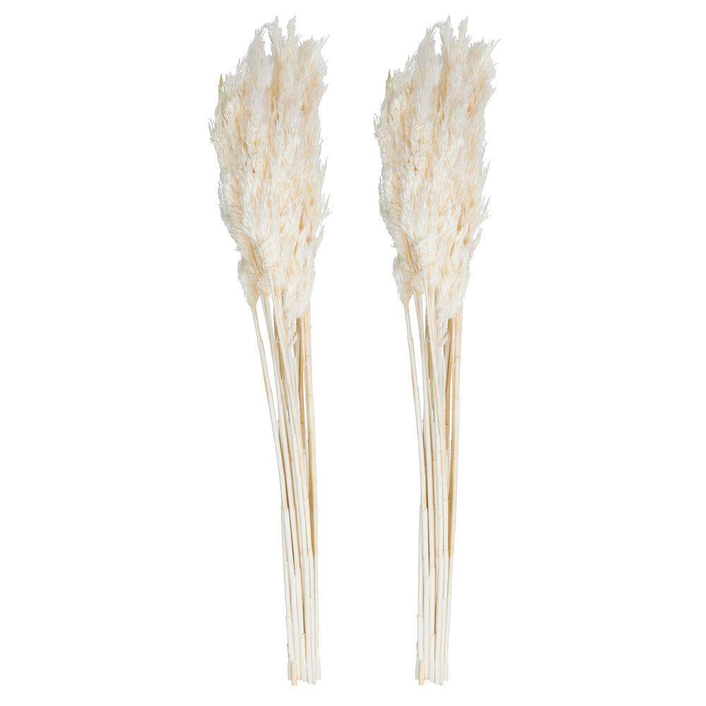 Vickerman 36" Bleached Plume Reed Bundle (15-20 stems) Preserved