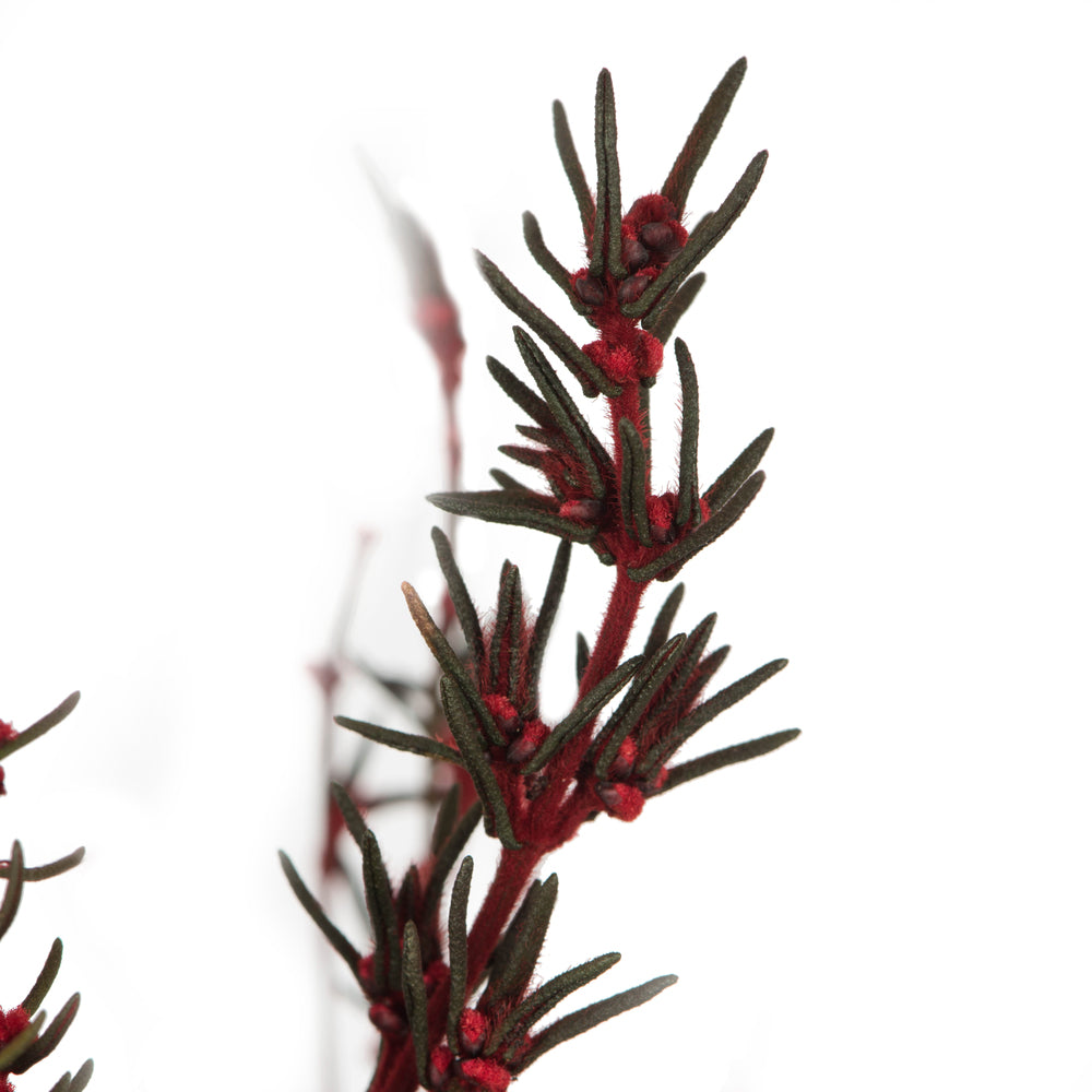 Vickerman 22-26" Red Grabia 5-6 oz Bundle Preserved