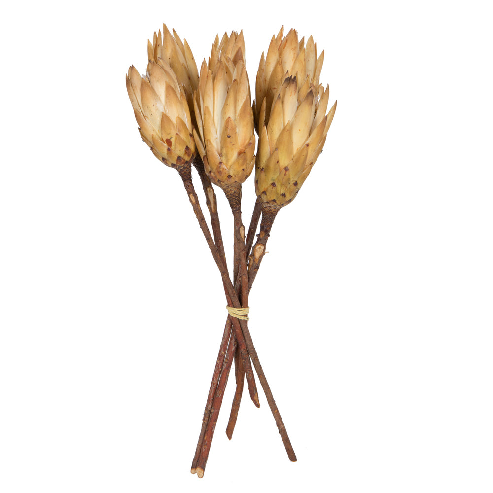 Vickerman 14" Cream Repens on a Natural Stem. Includes 6 Stems per Bundle Dried
