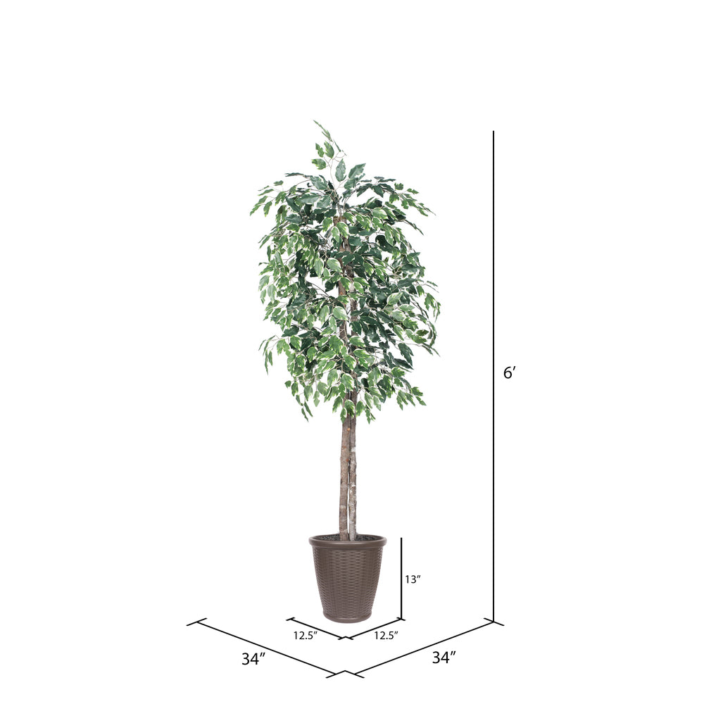 Vickerman 6' Artificial Variegated Ficus Tree Brown Round Plastic Container.