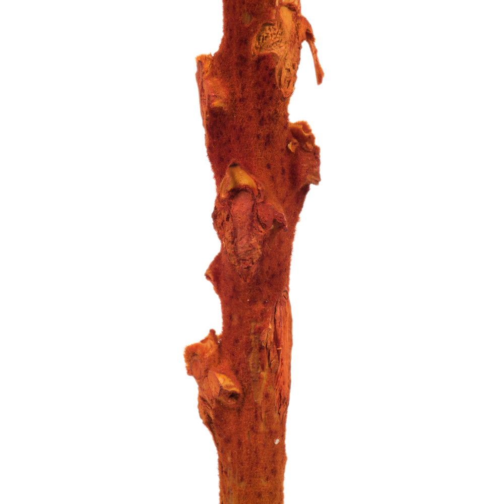 Vickerman 8" flower Autumn Queen Flower 1 stem Dried
