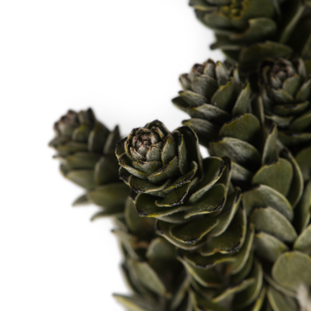 Vickerman 12-16" Green Buxifolia - Mini 4 oz Bundle Preserved