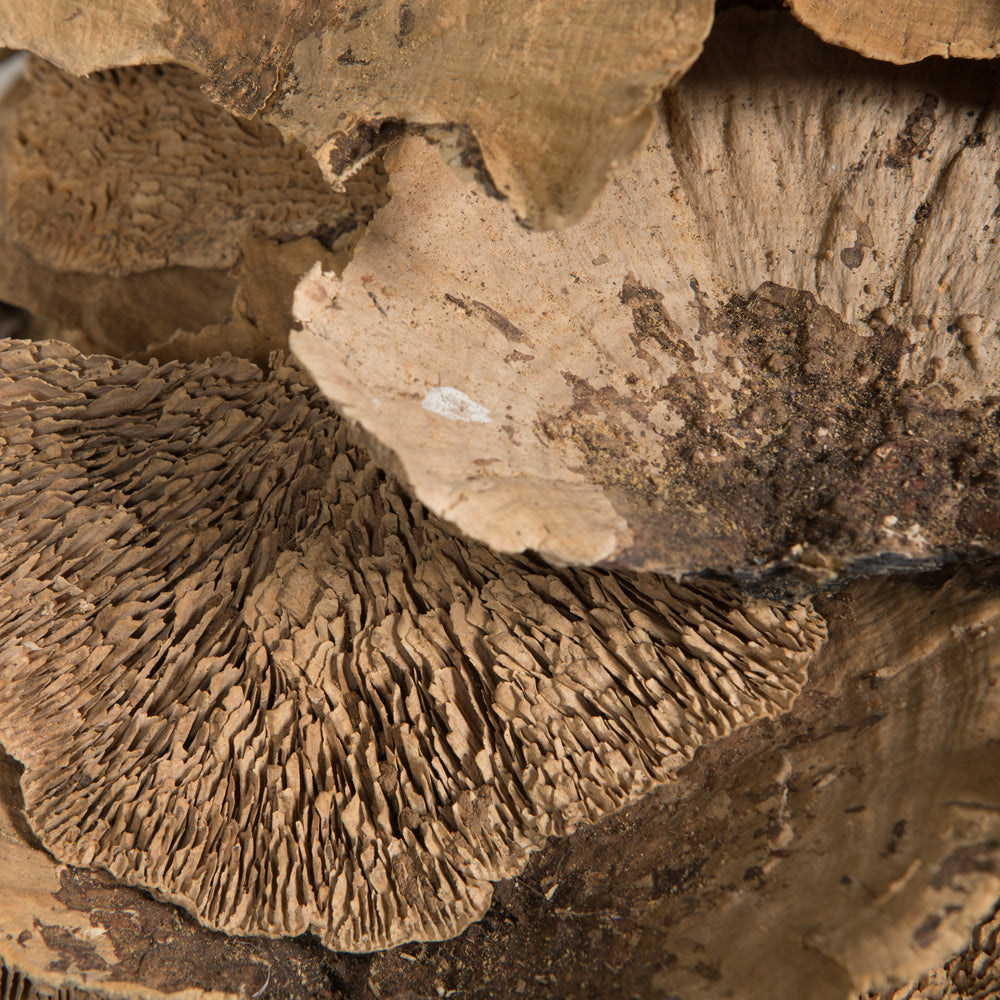 Vickerman Natural Botanicals 4"-6" Sponge Mushroom Medium. Includes 50 pieces per Pack.