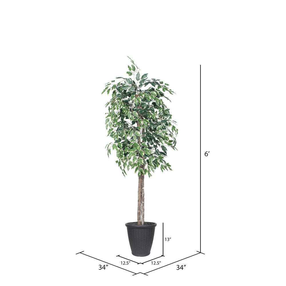 Vickerman 6' Artificial Variegated Ficus Tree Gray Round Plastic Container.