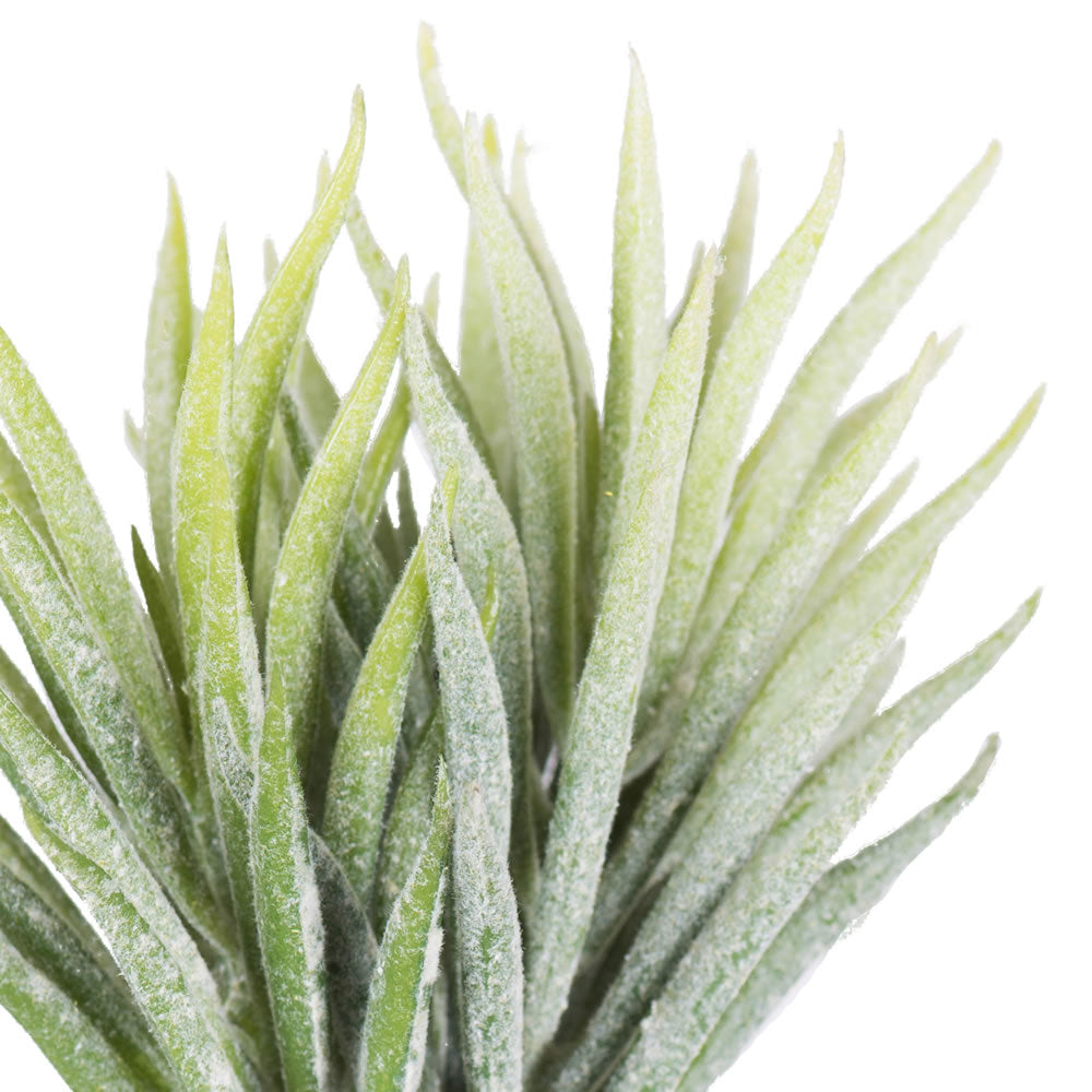 Vickerman 5" Artificial Frosted Seneco Stem Set of 3