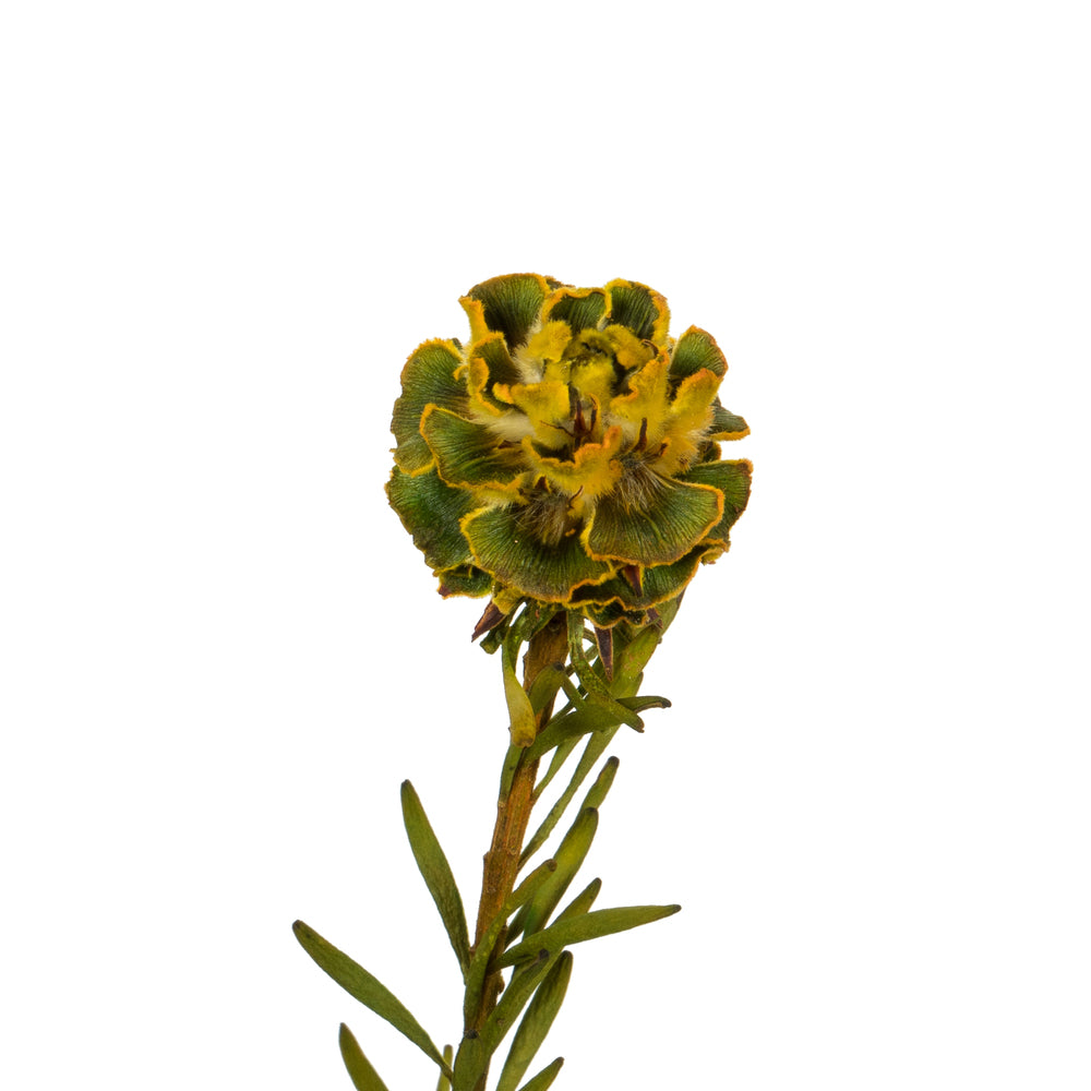 Vickerman 12" Yellow Tortum Bundle Female Preserved