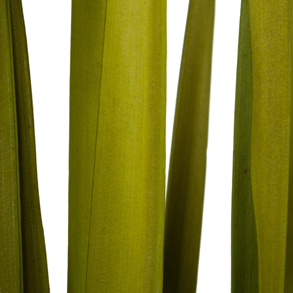 Vickerman 36-40" Basil Rush Grass 7 oz Bundle Dried