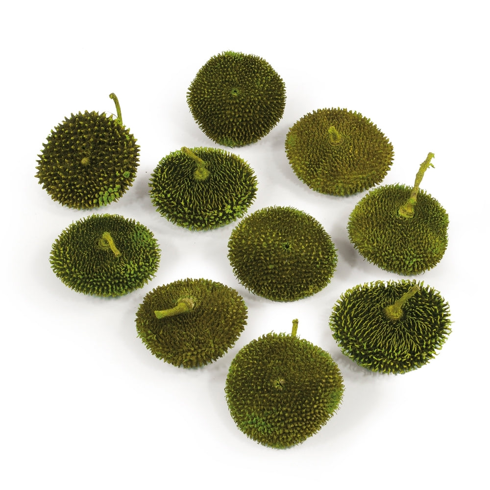 Vickerman 1.5-2" Basil Spiny Disc 10 per Pack Dried