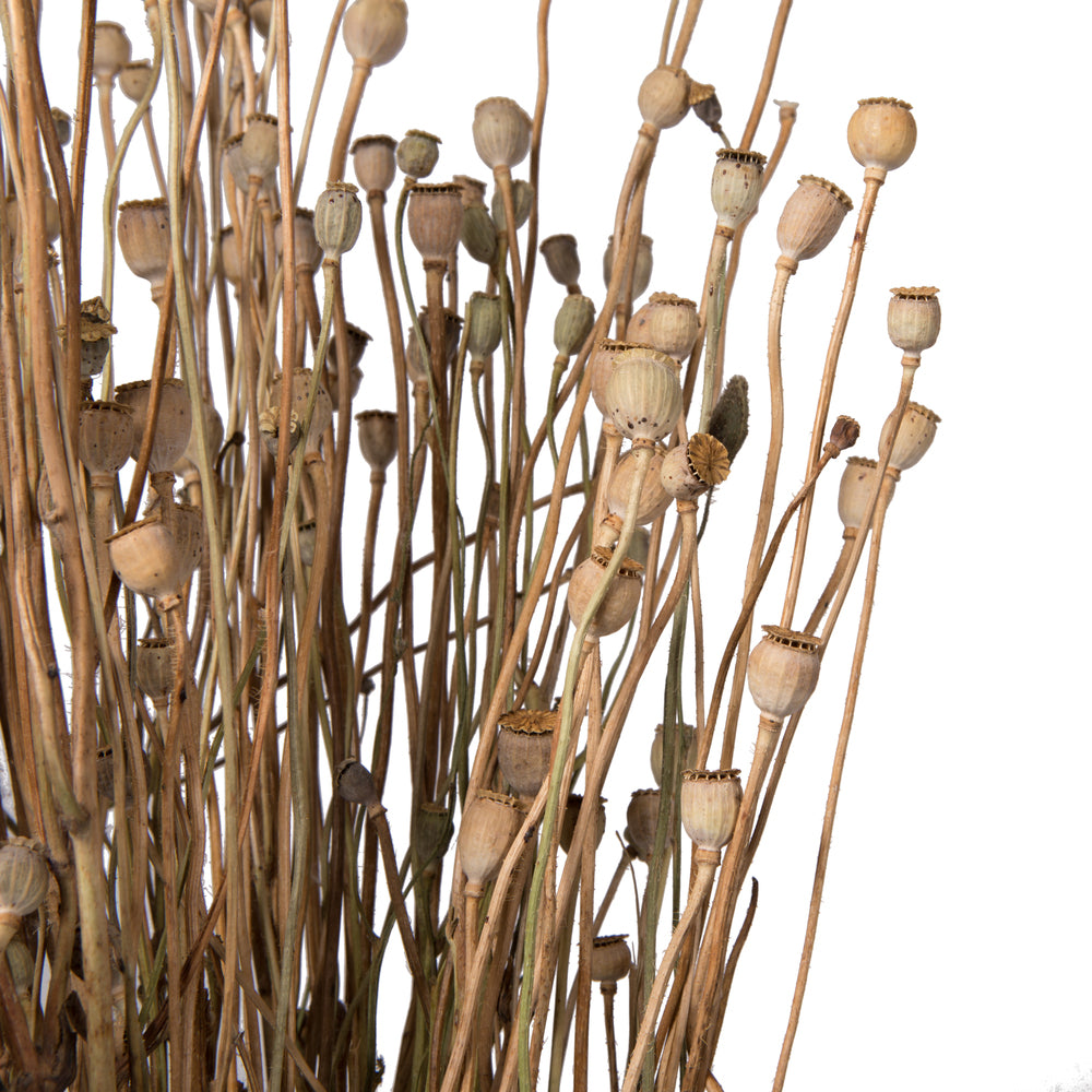 Vickerman Natural Botanicals 15-20" Poppy Pods 4 oz Bunch.