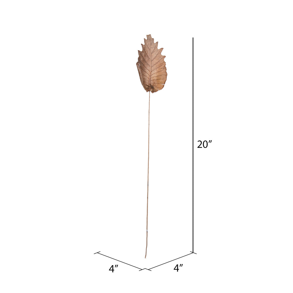 Vickerman Natural Botanicals 20" Oak Leaf Natural on Natural Ting Ting. Includes 100 pieces per Pack.