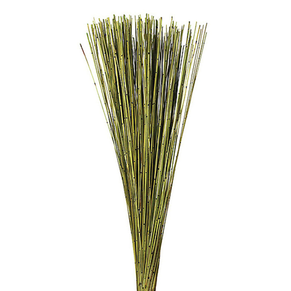 Vickerman 30" Basil Marsh Reed bundle tied with rafia 10 oz Dried