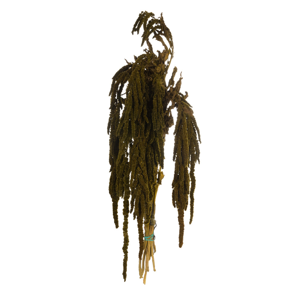 Vickerman 30" Olive Green Amaranthus Bundle Preserved