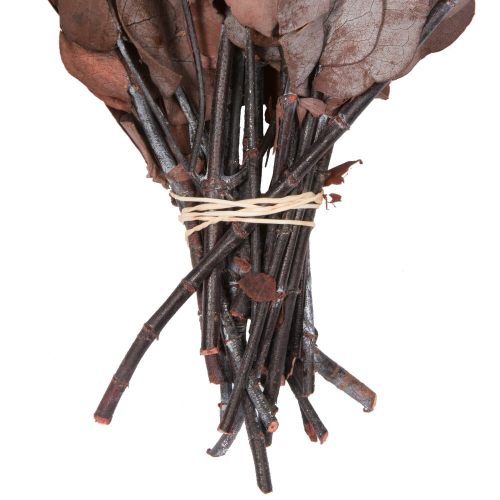 Vickerman Natural Botanicals 18-20" x 9" Eucalyptus Spiral Red 1 lb per unit